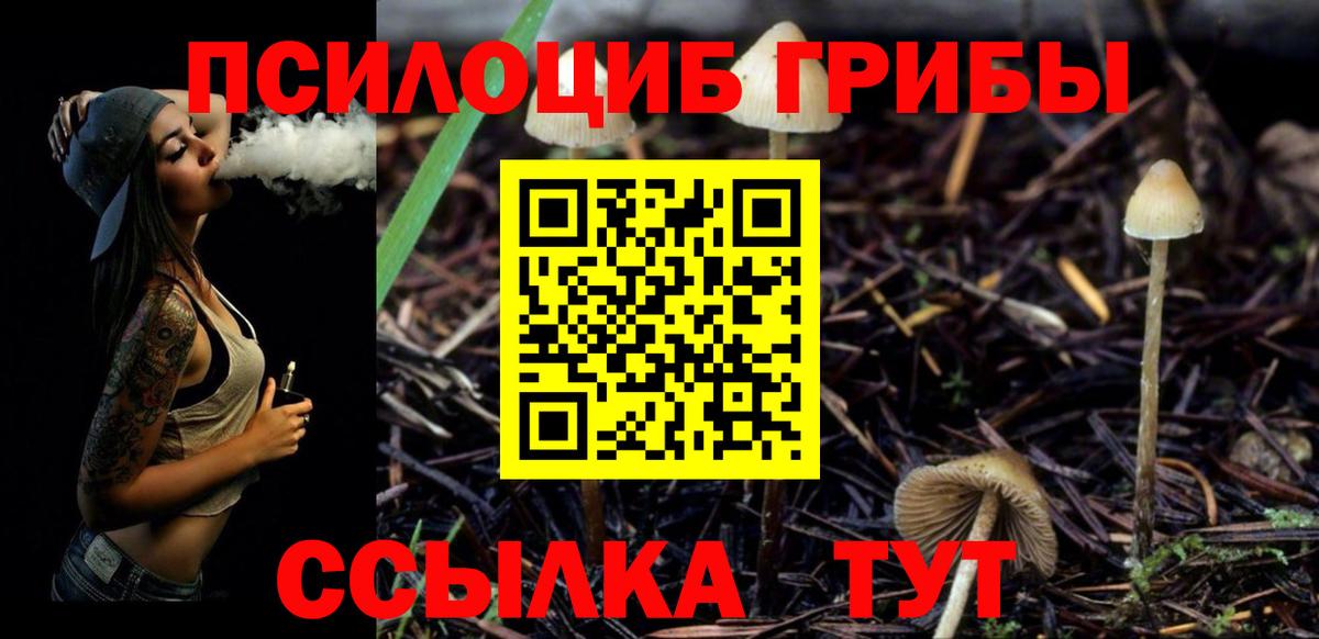 Псилоцибиновые грибы Psilocybe Десногорск
